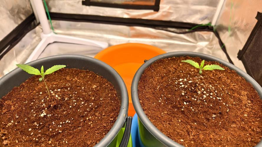 For my favorite Russian store, Cannado. Week 1