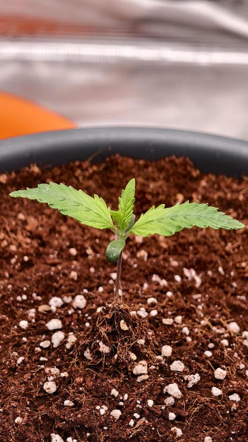 For my favorite Russian store, Cannado. Week 1