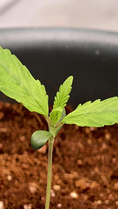 For my favorite Russian store, Cannado. Week 1