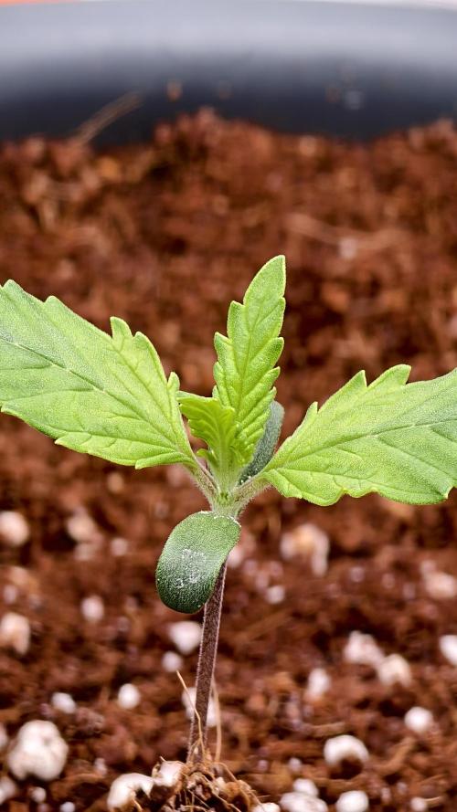 For my favorite Russian store, Cannado. Week 1