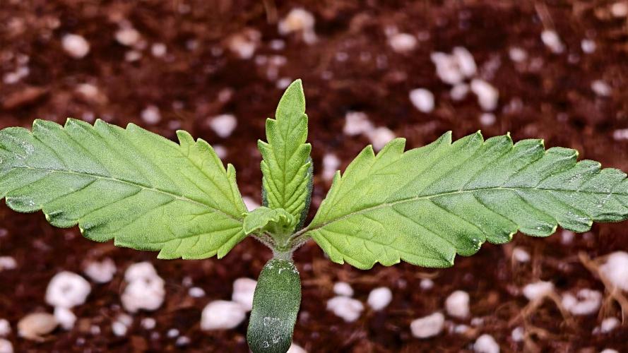 For my favorite Russian store, Cannado. Week 1