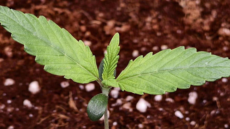 For my favorite Russian store, Cannado. Week 1