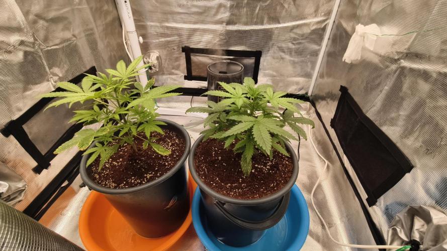 For my favorite Russian store, Cannado. Week 3