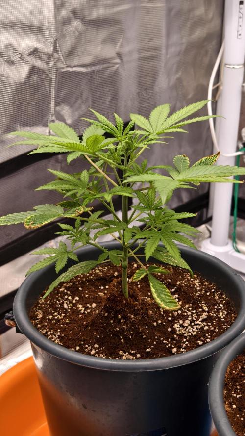 For my favorite Russian store, Cannado. Week 3