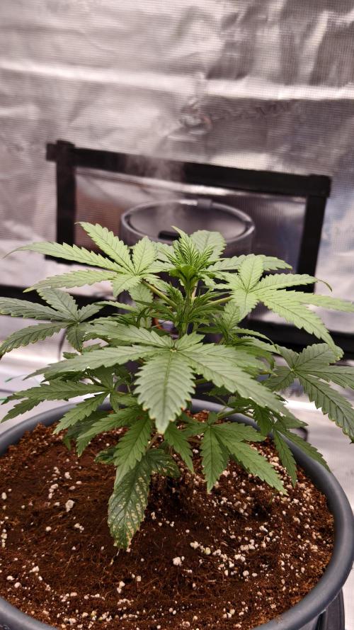 For my favorite Russian store, Cannado. Week 3