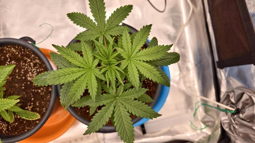 For my favorite Russian store, Cannado. Week 3