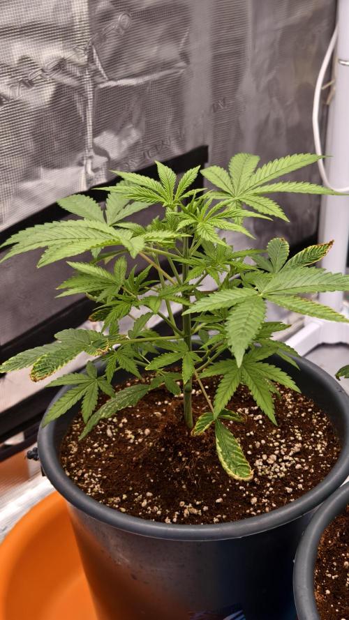 For my favorite Russian store, Cannado. Week 3