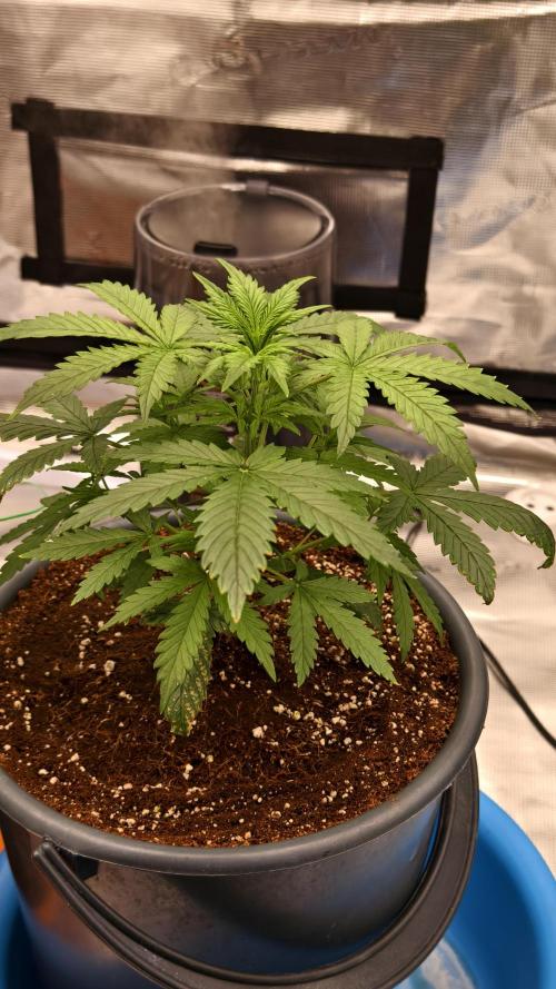 For my favorite Russian store, Cannado. Week 3