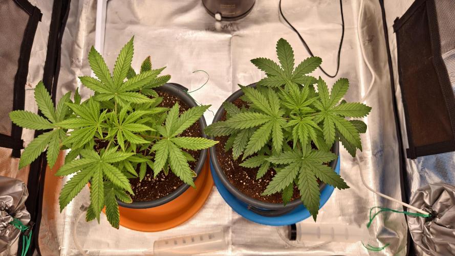 For my favorite Russian store, Cannado. Week 3