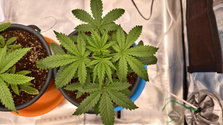 For my favorite Russian store, Cannado. Week 3