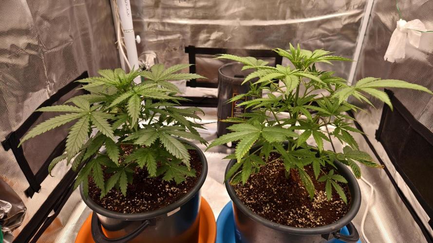 For my favorite Russian store, Cannado. Week 4