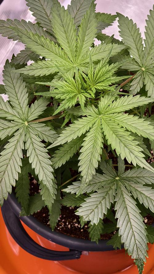 For my favorite Russian store, Cannado. Week 4