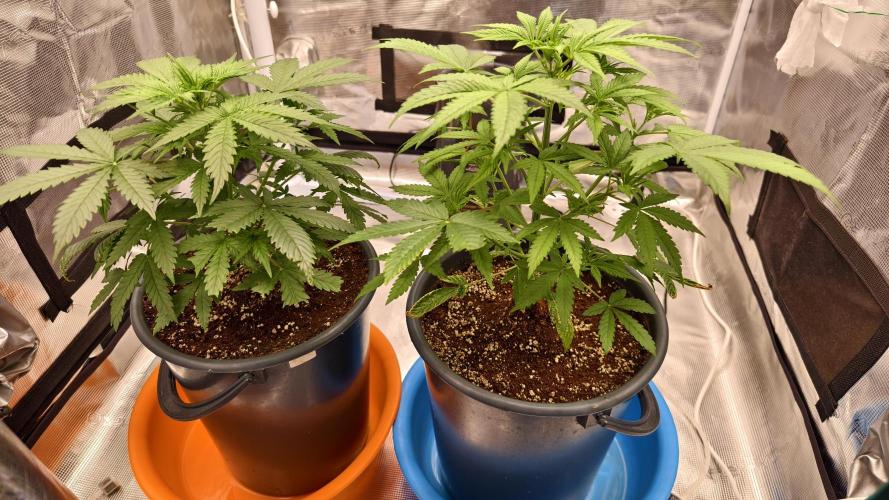 For my favorite Russian store, Cannado. Week 4