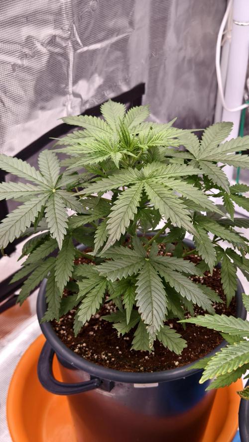 For my favorite Russian store, Cannado. Week 4