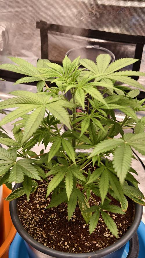 For my favorite Russian store, Cannado. Week 4