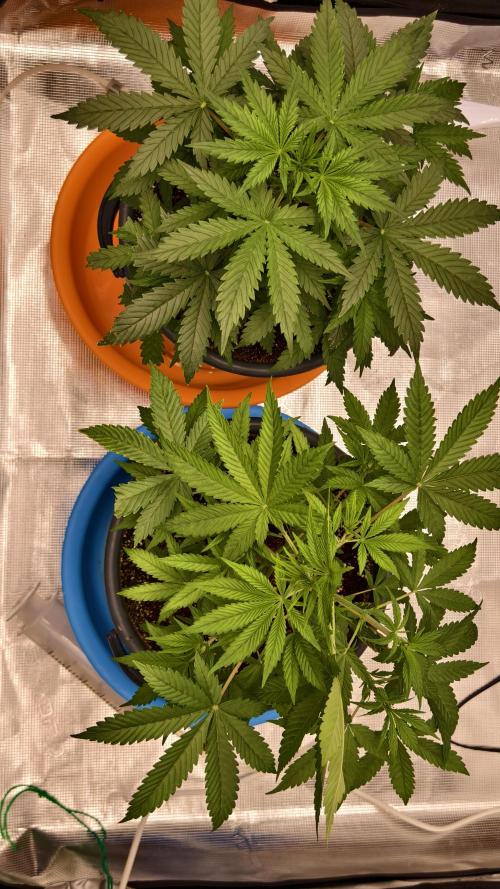 For my favorite Russian store, Cannado. Week 4