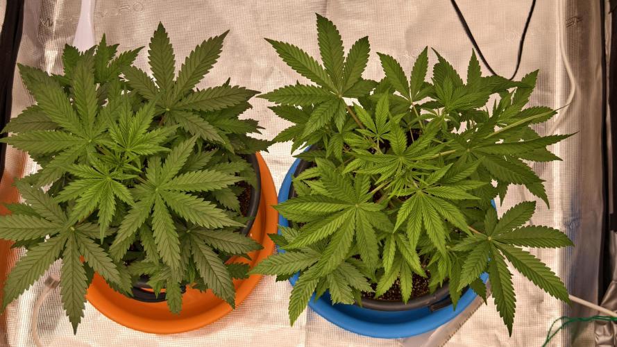 For my favorite Russian store, Cannado. Week 4