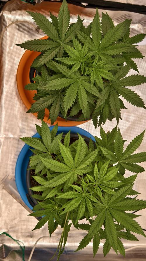 For my favorite Russian store, Cannado. Week 4