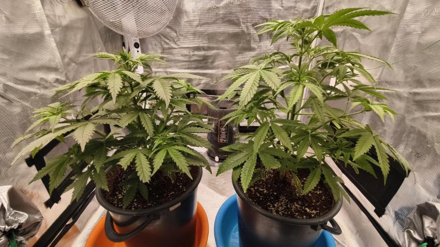 For my favorite Russian store, Cannado. Week 4