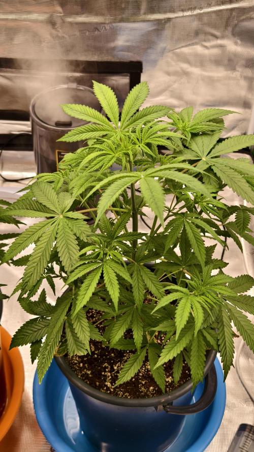 For my favorite Russian store, Cannado. Week 4