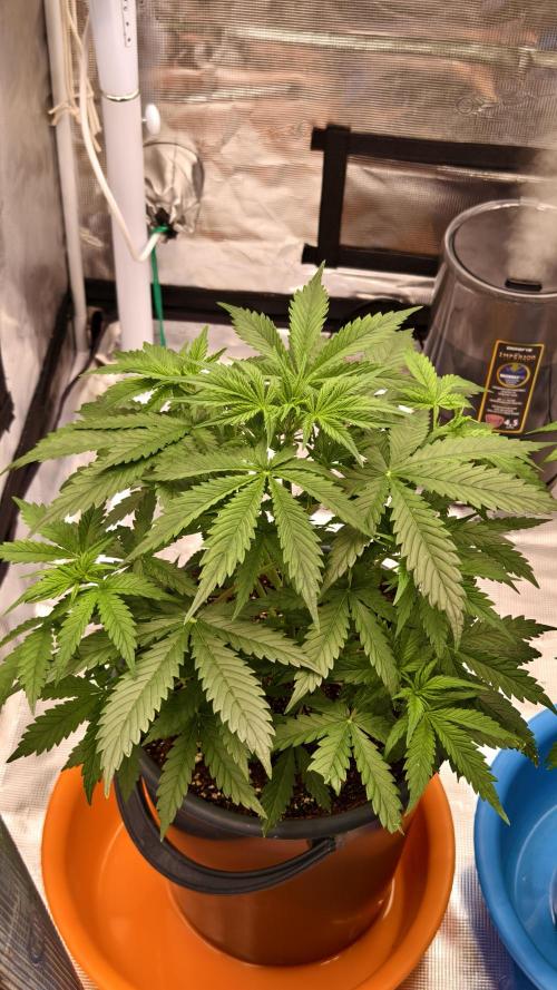 For my favorite Russian store, Cannado. Week 4