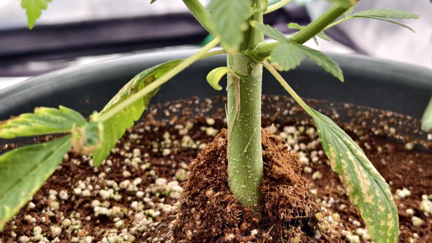 For my favorite Russian store, Cannado. Week 4