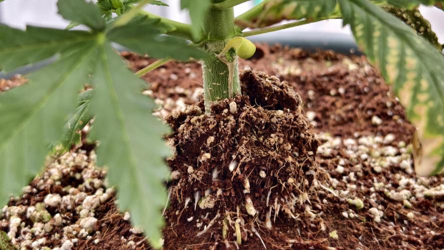 For my favorite Russian store, Cannado. Week 4