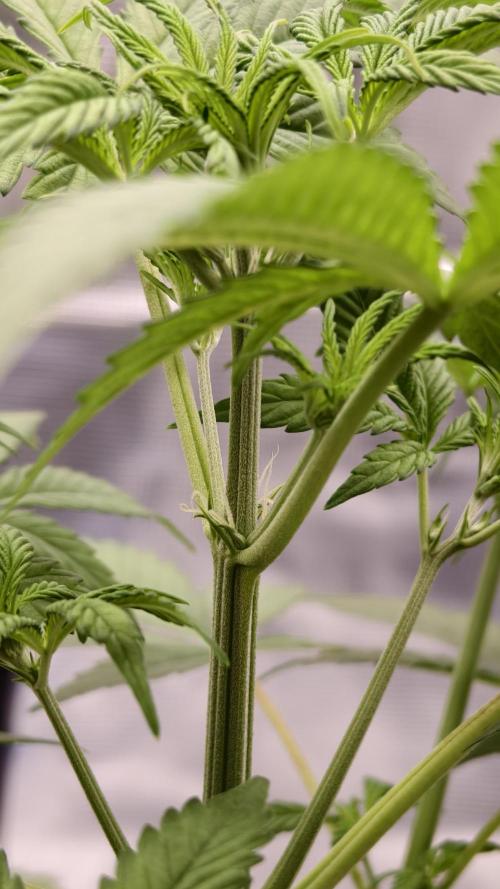 For my favorite Russian store, Cannado. Week 4