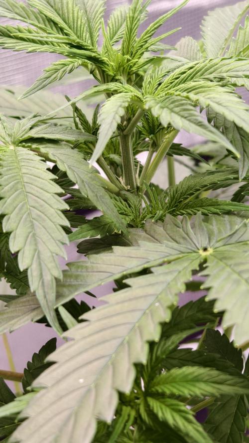 For my favorite Russian store, Cannado. Week 4