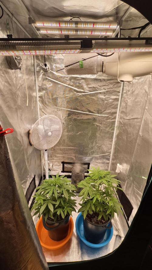 For my favorite Russian store, Cannado. Week 4