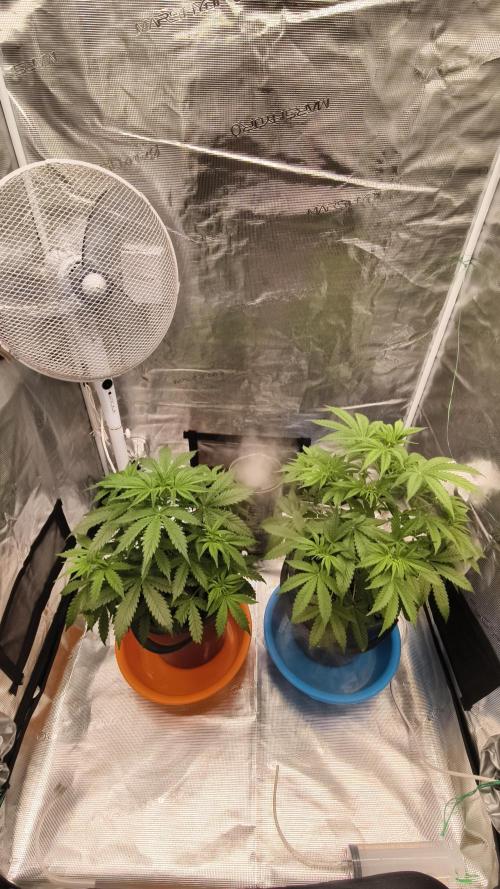 For my favorite Russian store, Cannado. Week 4