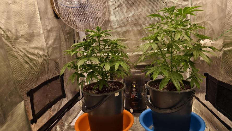 For my favorite Russian store, Cannado. Week 4