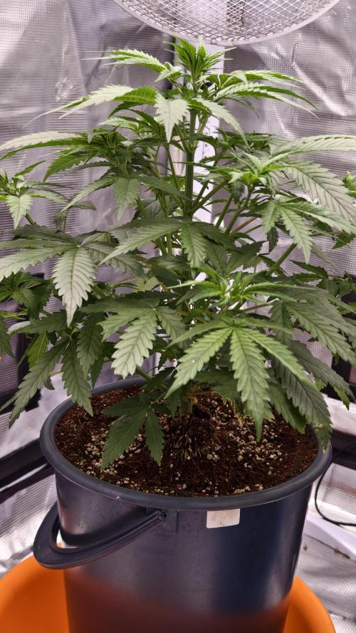 For my favorite Russian store, Cannado. Week 4