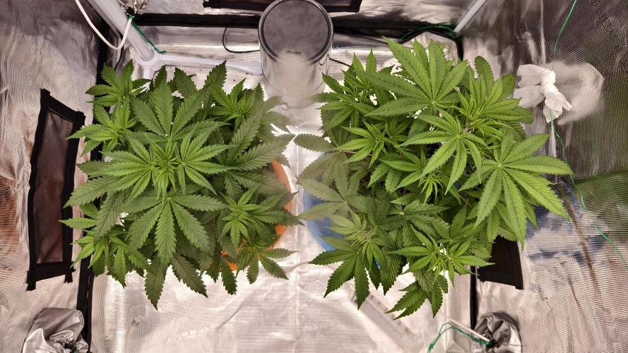 For my favorite Russian store, Cannado. Week 4