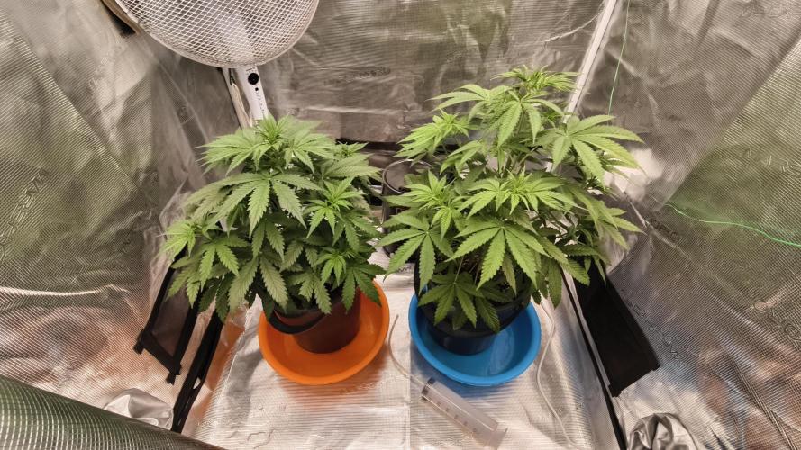 For my favorite Russian store, Cannado. Week 5