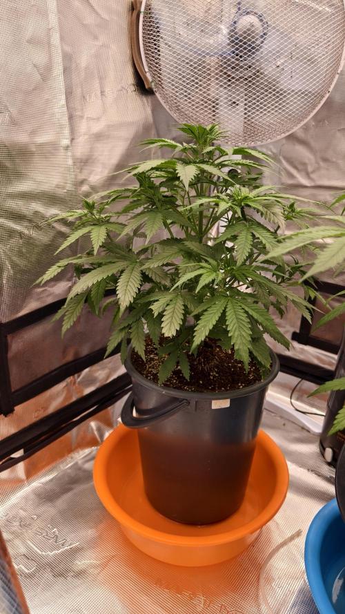 For my favorite Russian store, Cannado. Week 5