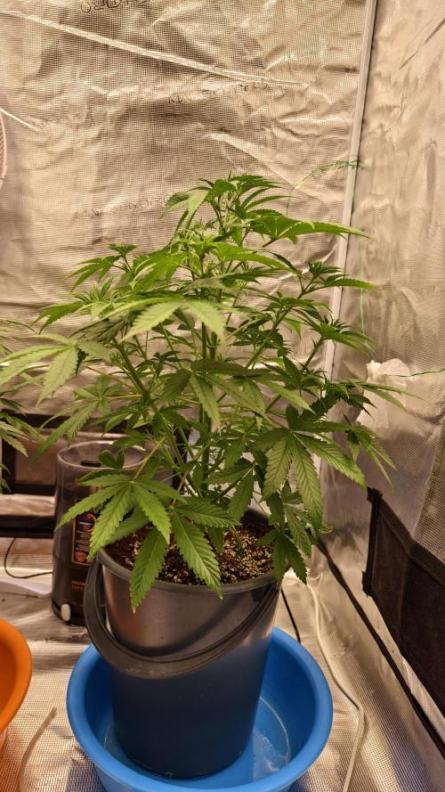 For my favorite Russian store, Cannado. Week 5