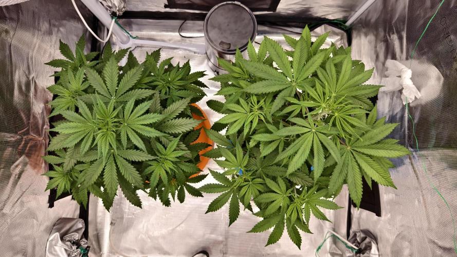 For my favorite Russian store, Cannado. Week 5