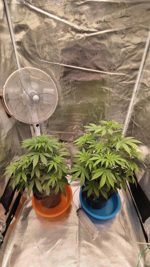 For my favorite Russian store, Cannado. Week 5