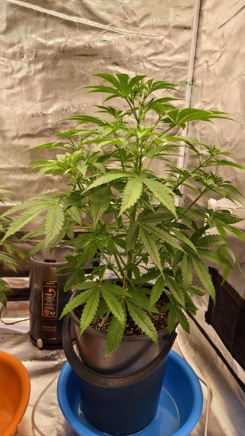 For my favorite Russian store, Cannado. Week 5