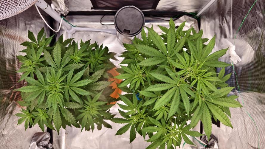 For my favorite Russian store, Cannado. Week 5