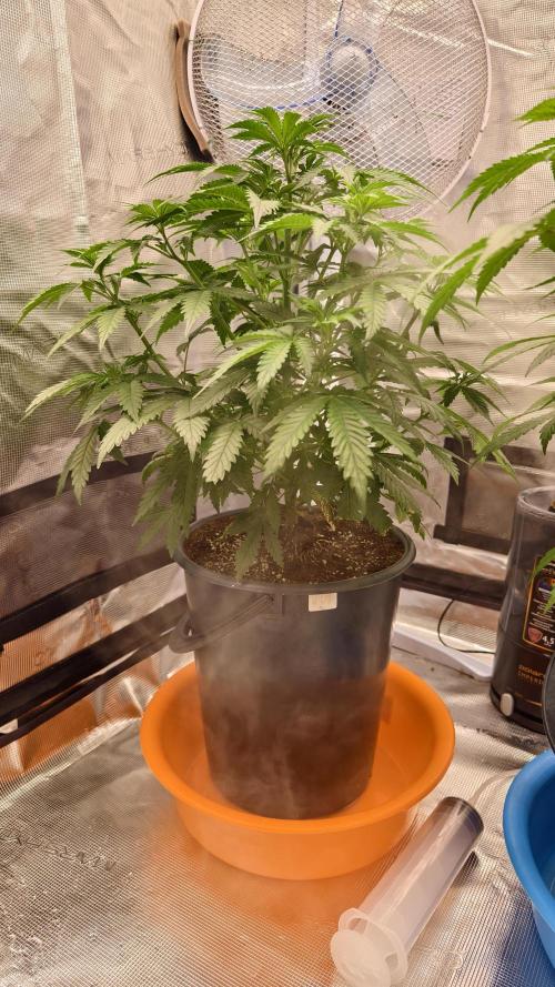 For my favorite Russian store, Cannado. Week 5