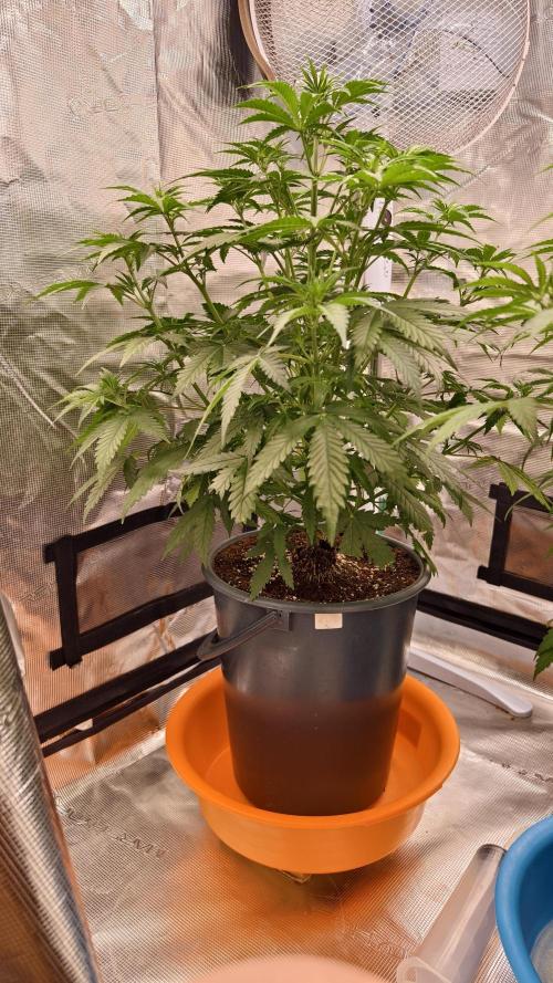 For my favorite Russian store, Cannado. Week 5