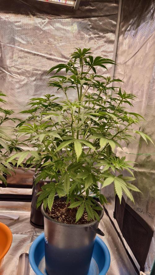 For my favorite Russian store, Cannado. Week 5