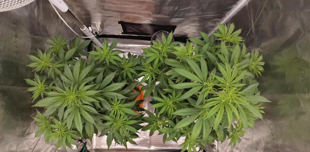 For my favorite Russian store, Cannado. Week 5