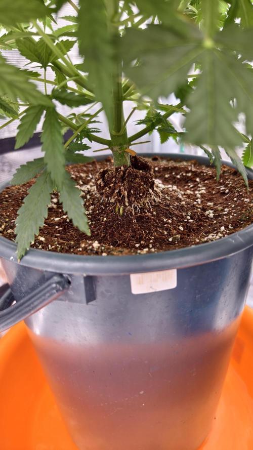 For my favorite Russian store, Cannado. Week 5