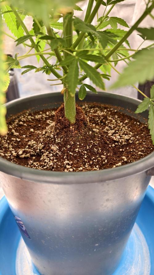 For my favorite Russian store, Cannado. Week 5