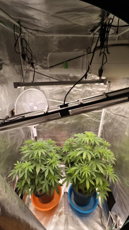 For my favorite Russian store, Cannado. Week 5