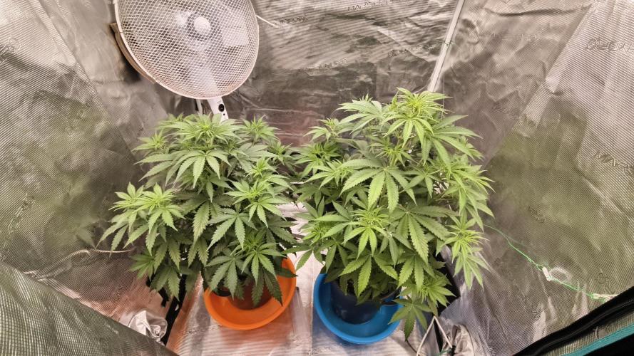 For my favorite Russian store, Cannado. Week 5