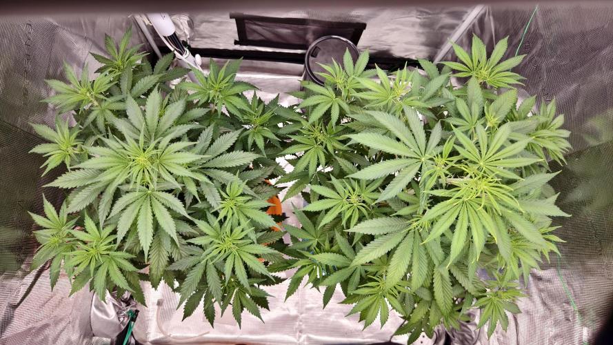 For my favorite Russian store, Cannado. Week 5